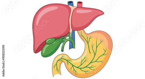 Stylized of human liver gallbladder and stomach with ducts and vessels anatomy