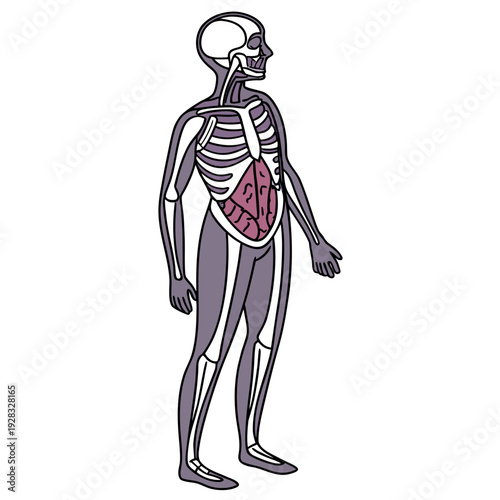Human skeleton with exposed internal organs anatomy