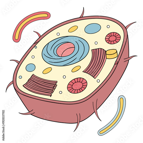 Animal cell structure with organelles and flagella