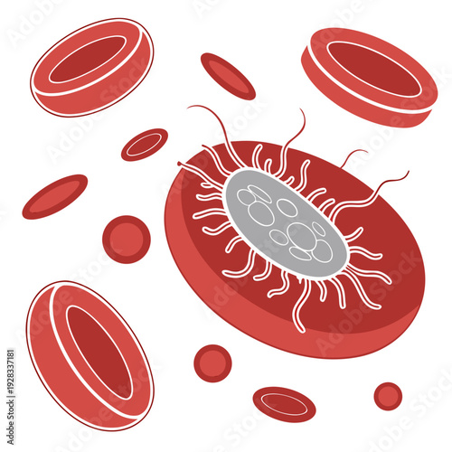 Bacteria infecting red cell virus red cells infection