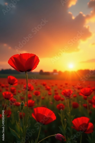 Crimson poppies ablaze, sunset's golden hue bathes field , petal, detail