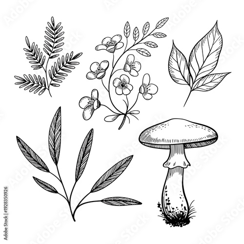 Black and white illustration of various plants and a mushroom on white background