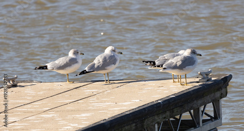 seagulls near the docs in Grafton il