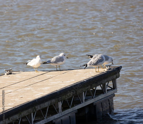 Bild auf Leinwand seagulls near the docs in Grafton il