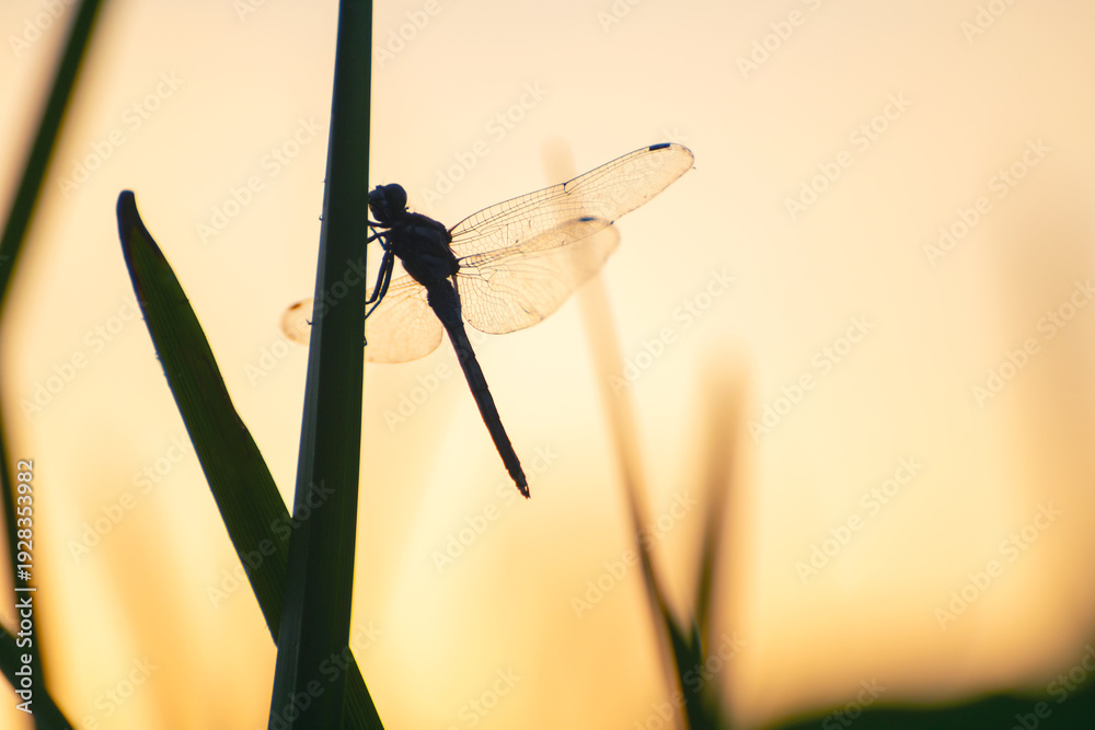 Fototapeta premium Dragonfly sits on the green grass in the morning sunlight. Beautiful summer nature