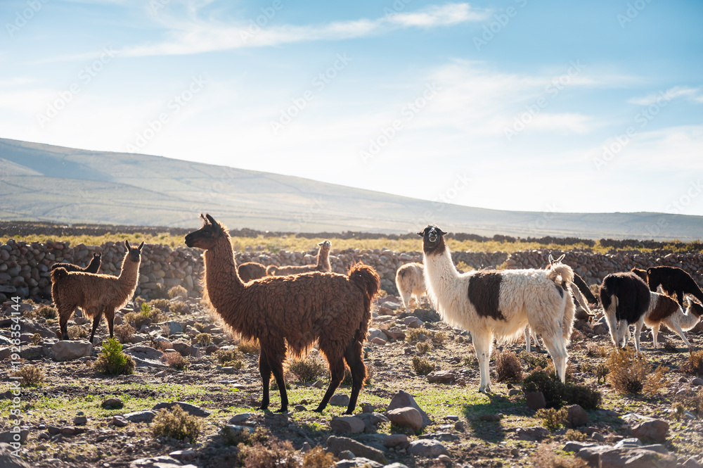 Obraz premium Llamas on a farm near Salar de Uyuni salt flat in Altiplano, Bolivia. Beautiful summer landscape at sunset