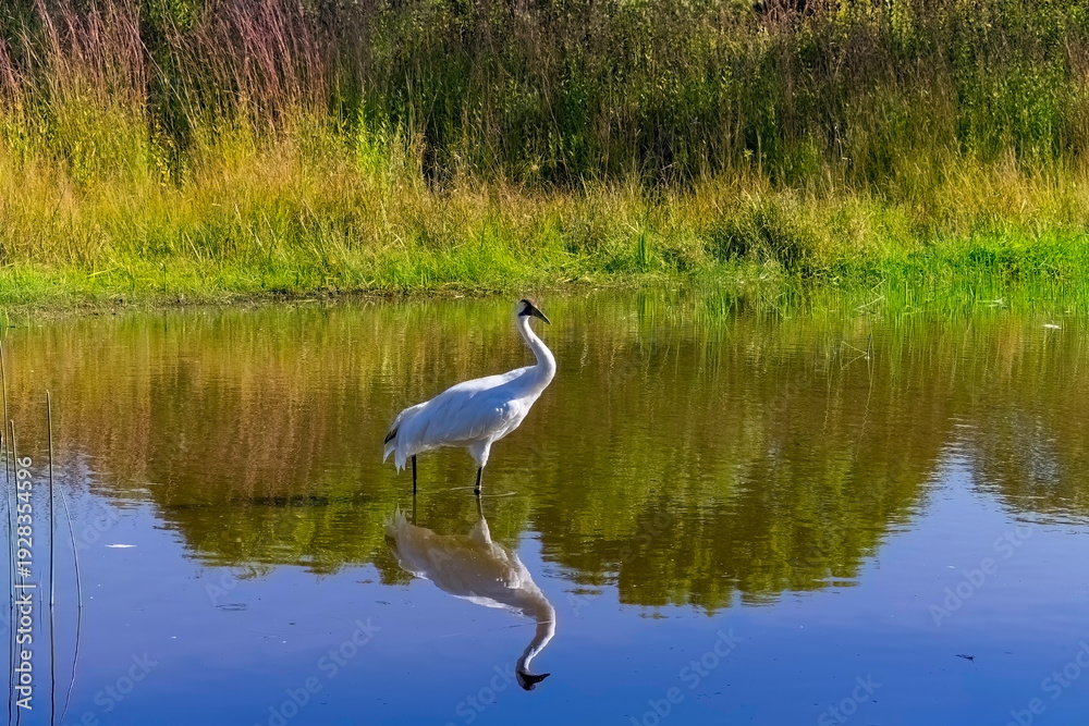 Fototapeta premium The whooping crane (Grus americana) in the Marsh. Native, rare the tallest North American bird .