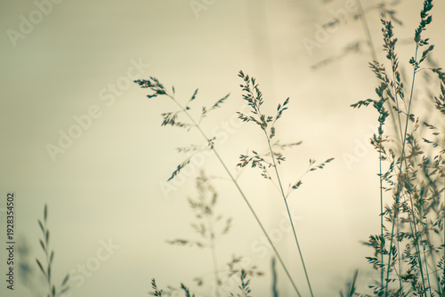 Green grass on the shore of lake at sunset. Beautiful summer nature background.