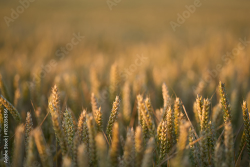 Background of rye field. Photo of nature. Harvest concept. Field of agricultural crops. Ears of a rye field close-up