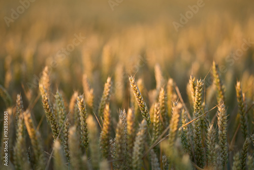 Background of rye field. Photo of nature. Harvest concept. Field of agricultural crops. Ears of a rye field close-up