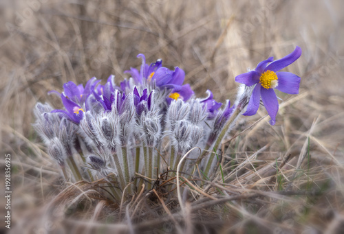 Canvastavla Early spring Pasque flowers in natural environment