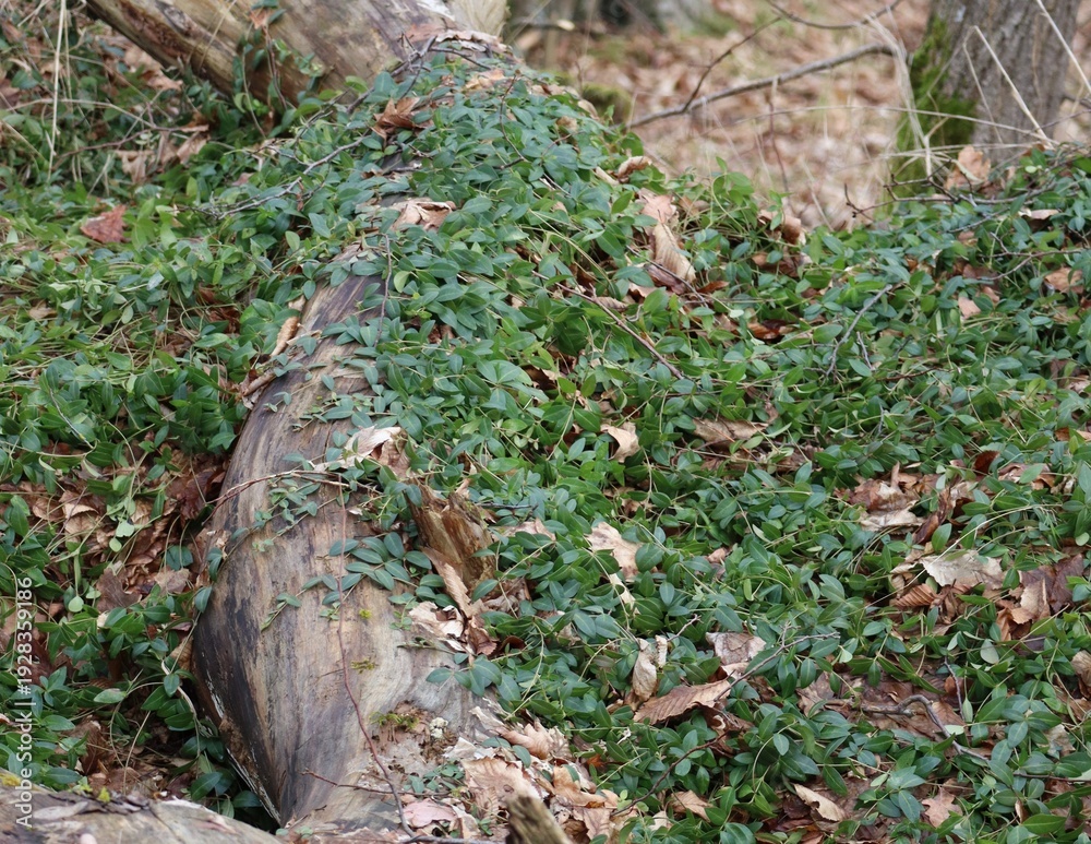 Obraz premium Lesser periwinkle 
