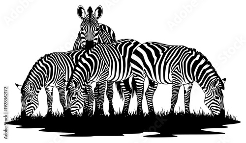 Three zebras grazing in a grassy area with a puddle of water, grass, graze, huddle, stand, zebra, against transparent background