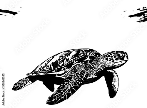 A black and white illustration of a sea turtle swimming underwater, green, illustration, sea, sea turtle, swim, turtle, underwater, water, against transparent background