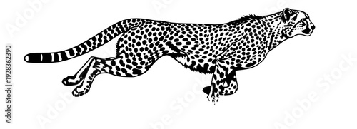 A cheetah running across a grassy plain, silhouetted against a , animal, cheetah, grass, grassland, illustration, plain, run, savanna, against transparent background