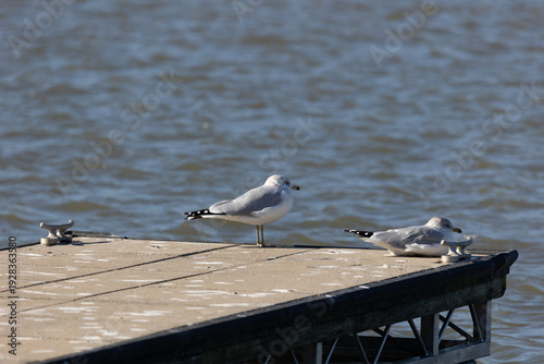 Cuadro en lienzo seaguls at the docks in grafton IL
