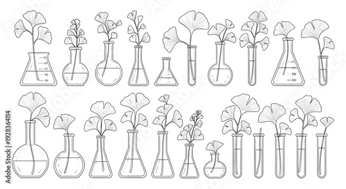 A collection of ginkgo biloba leaf illustrations in various laboratory flasks, test tubes, and beakers, drawn in a sketch style.