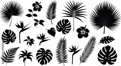 Tropical palm leaves and exotic jungle plant silhouettes vector set for botanical design, nature backgrounds, summer themes, and decorative illustrations