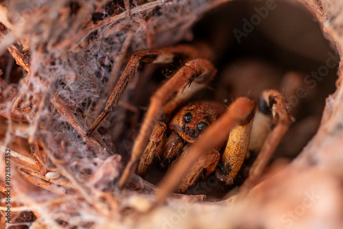 Close-up of a wolf spider hiding in its natural habitat