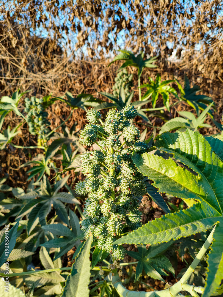 Obraz premium Castor bean plant (Ricinus communis) with spiky green seed pods in agricultural field