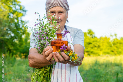 Obraz na plátně Old woman makes herbal tincture. Selective focus.