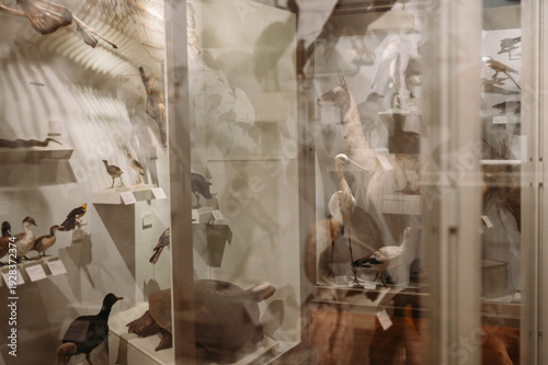 Photos Natural history museum display with taxidermy animals