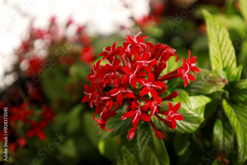 Pentas Lanceolata plant in the garden