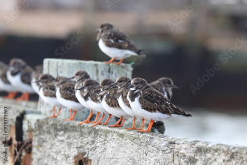 Turnstone (Arenaria interpres). A small wading bird waiting for the tide to recede.