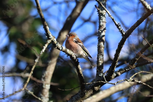 Chaffinch (Fringilla coelebs), a common woodland bird sitting in a tree