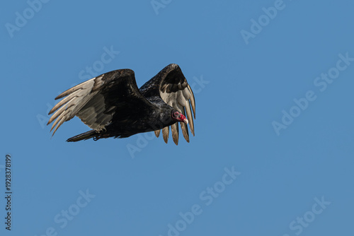 Obraz na plátně Closeup of a turkey vulture in flight.