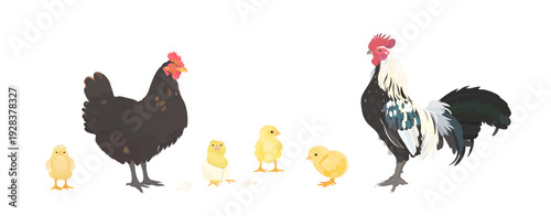 Cute cartoon farm Birds collection. Vector hand drawn illustrations of Black Chicken family. Hen, rooster and little chick isolated on white background. Set of poultry clip art.