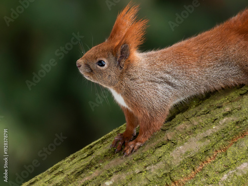 wiewiórka ruda na drzewie baśka