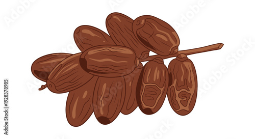 Close up of dates on a branch isolated on white background for design