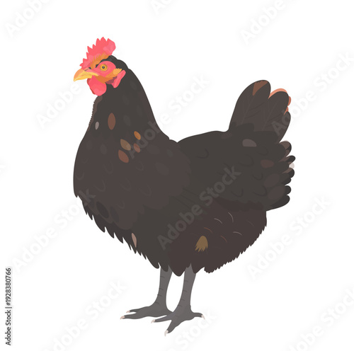 Cartoon Black Chicken (Hen). Vector hand drawn farm bird illustration isolated on white. Cute poultry clip art.