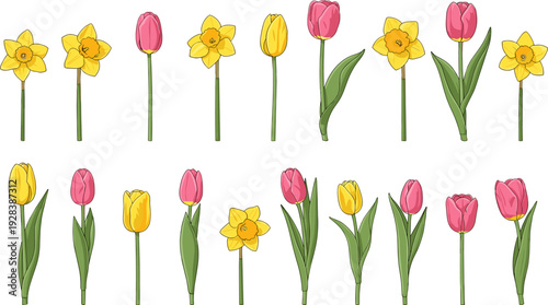 Spring Flower Collection with Pink Tulips and Yellow Daffodils in Flat Line Art Illustration