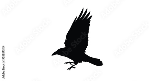 A striking black bird in flight powerfully soaring through the air silhouette