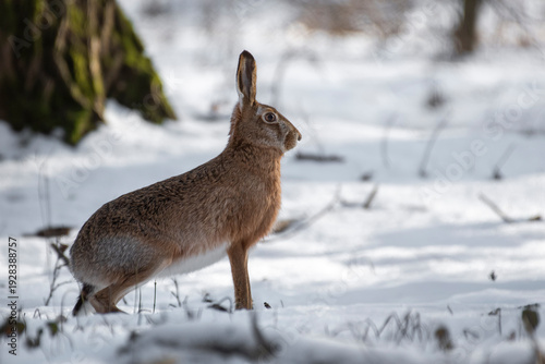 zając szarak rudy śnieg zima