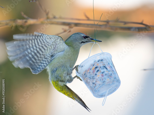 dzięcioł zielonosiwy stołówka karmnik
