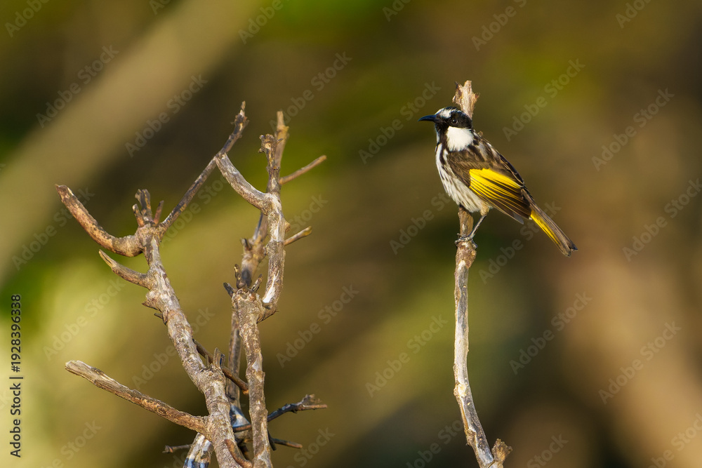 Obraz premium New Holland Honeyeater (Phylidonyris novaehollandiae) in bush in shrub-land on coast at Evans Bay