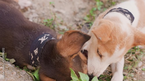 Puppies engage in lively activities. Young canines partake in spirited play and roughhousing. Youthful dogs enthusiastically participate in vigorous play sessions and playful biting encounters