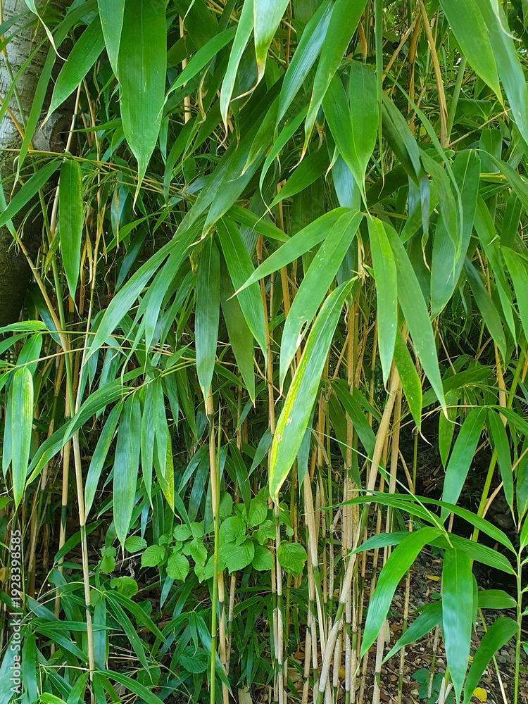 Fototapeta premium Green bamboo leaves background, leafy backdrop