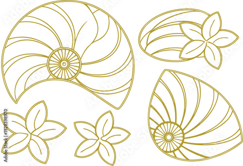 Golden nautilus shells and flowers outline