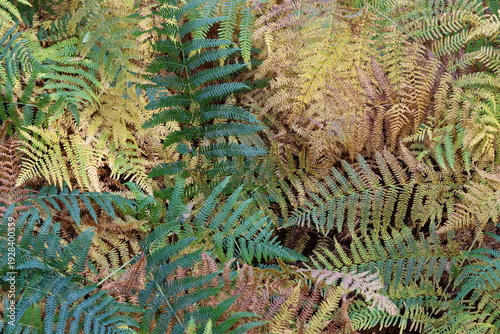 Canvastavla Green, yellow and brown bracken in a woodland