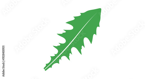 Green leaf with jagged edges closeup.