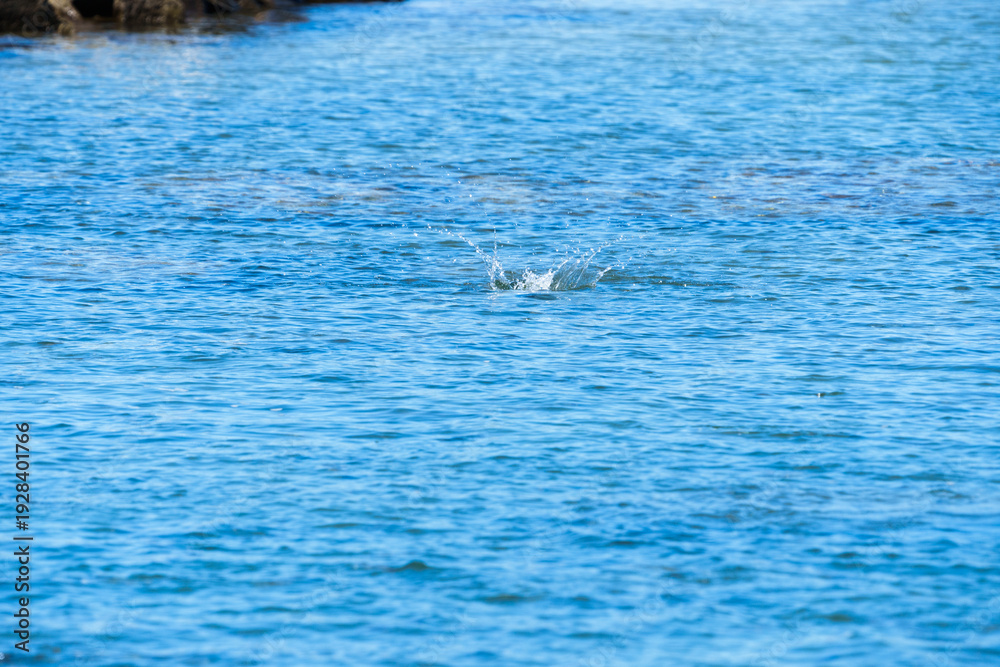 Naklejka premium Blue water ripples surface of sea with crown-shaped splash