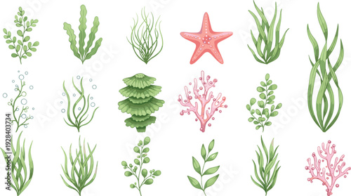 Collection of underwater plants and coral illustrations, marine botanical set with seaweed, starfish, aquatic elements, isolated decorative vector design