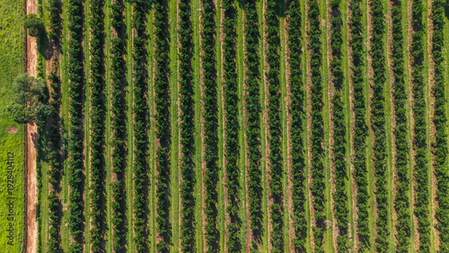 Photos Aerial view of a lush green vineyard with rows of crops on a sunny day