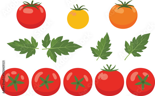 Fresh tomato varieties collection with red yellow orange tomatoes and green leaves vector illustration set