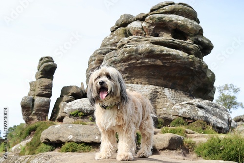 Bild auf Leinwand Tibetan terrier happy dog pet holiday vacation best friend