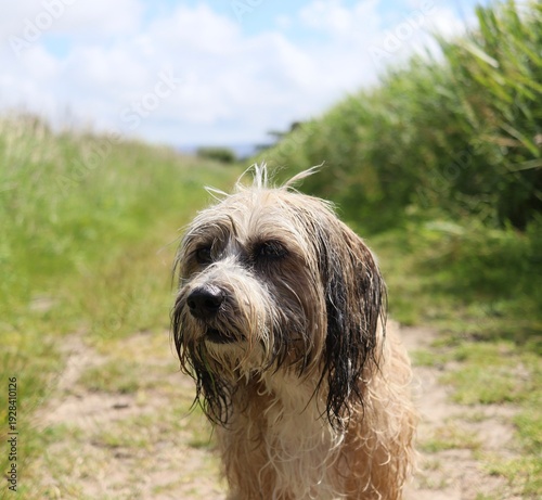 Tibetan terrier happy dog pet holiday vacation best friend